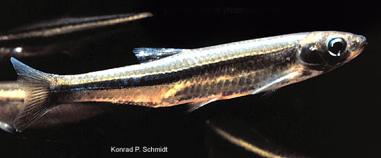 Notropis atherinoides