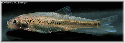 Notropis bairdi