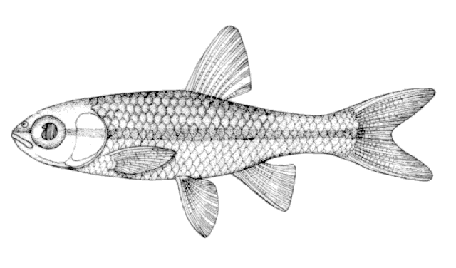 Notropis bifrenatus