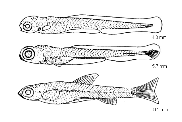 Notropis chalybaeus