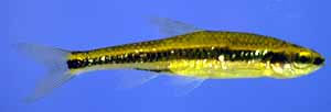 Notropis chalybaeus