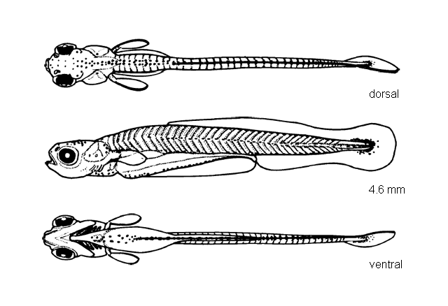 Notemigonus crysoleucas