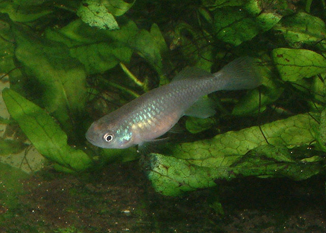 Nothobranchius furzeri