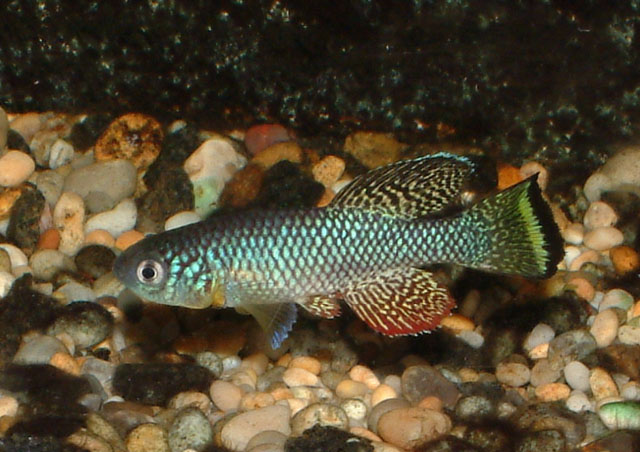 Nothobranchius furzeri