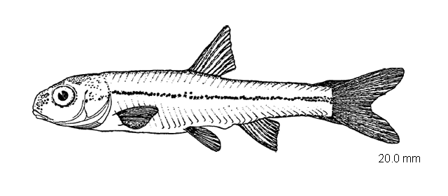 Notropis heterolepis