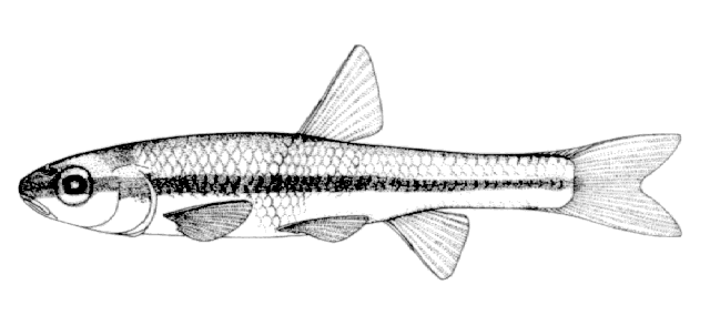 Notropis heterolepis