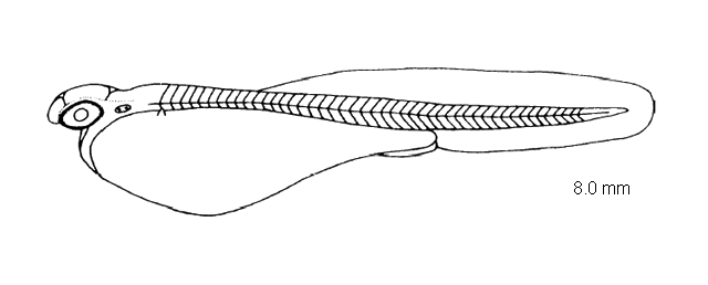 Nocomis micropogon