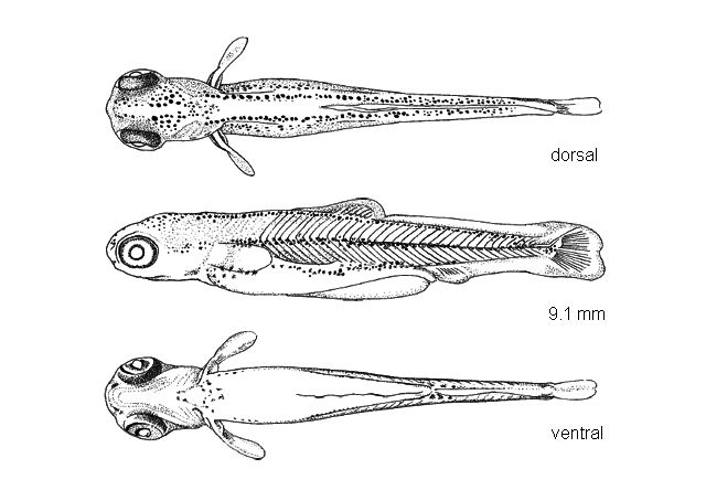 Nocomis micropogon