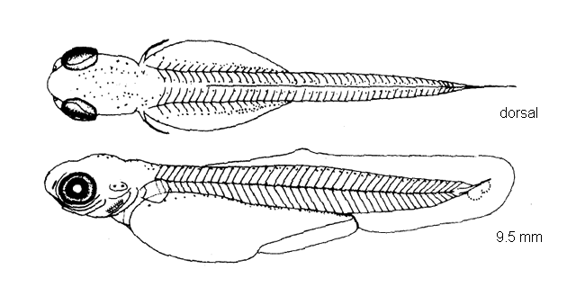 Nocomis micropogon