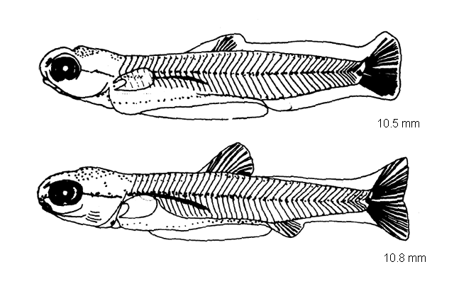 Nocomis micropogon