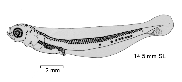 Notothenia neglecta