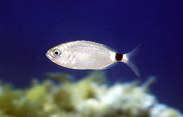 Oblada melanura