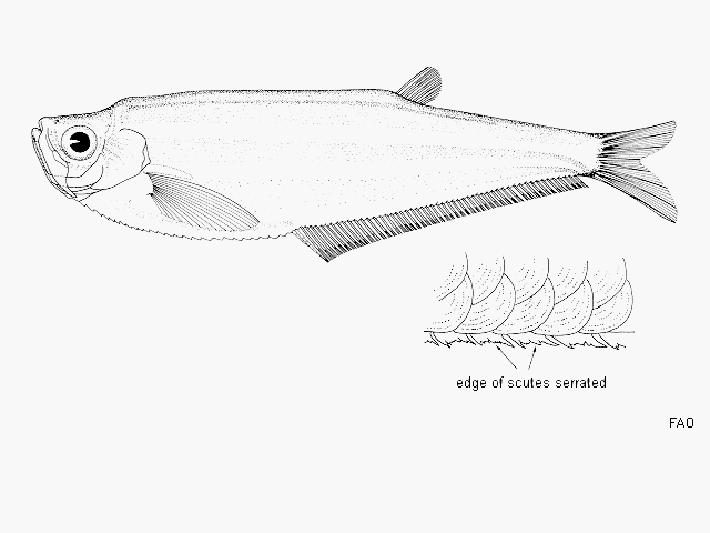 Odontognathus compressus