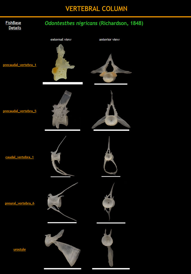 Odontesthes nigricans