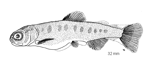 Oncorhynchus kisutch