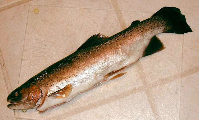 Oncorhynchus mykiss