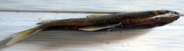 Opsariichthys uncirostris