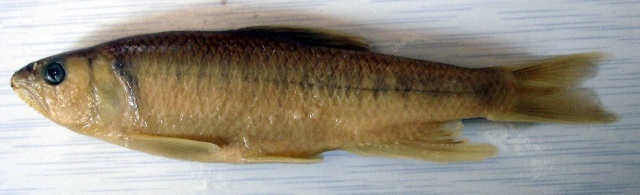 Opsariichthys uncirostris