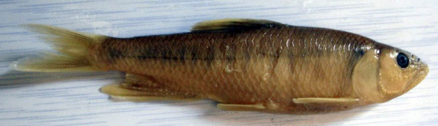 Opsariichthys uncirostris