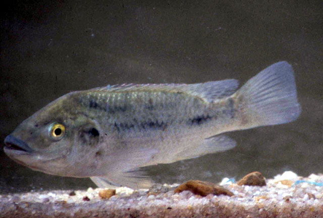 Oreochromis mossambicus