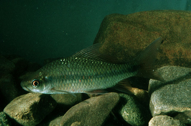 Osteochilus chini