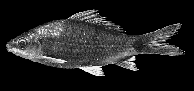 Osteochilus kahajanensis