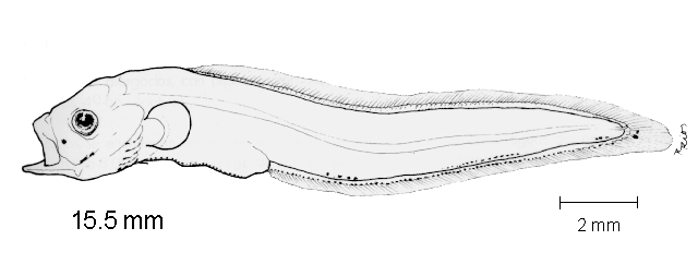 Otophidium indefatigabile