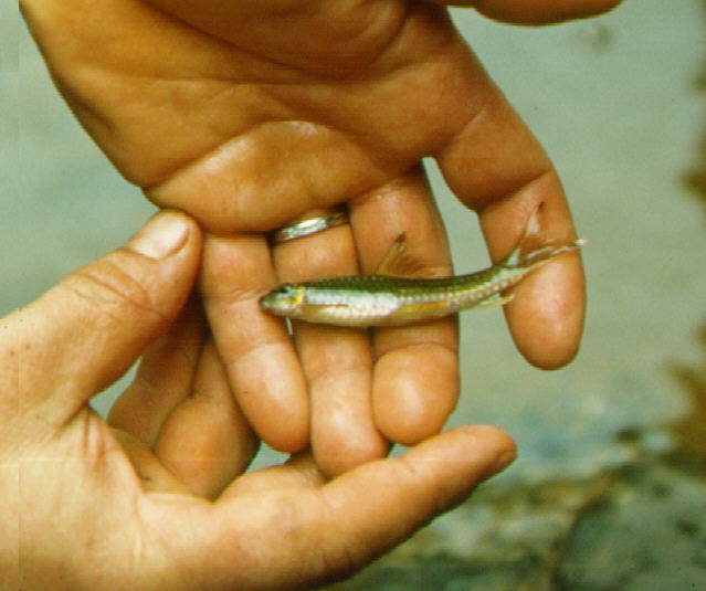 Paracrossochilus acerus