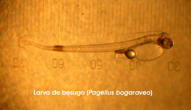 Pagellus bogaraveo