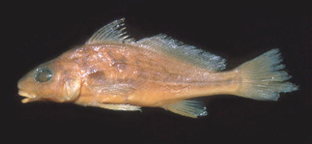 Pachyurus bonariensis