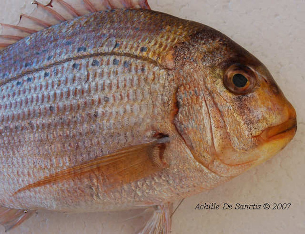 Pagrus caeruleostictus