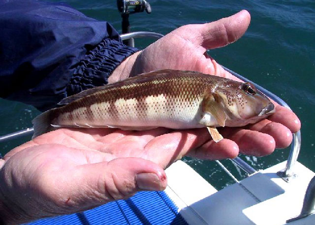 Parapercis colias