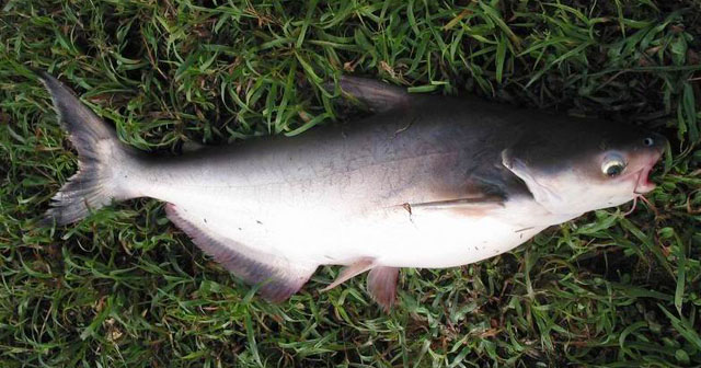 Pangasius conchophilus