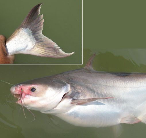 Pangasius conchophilus