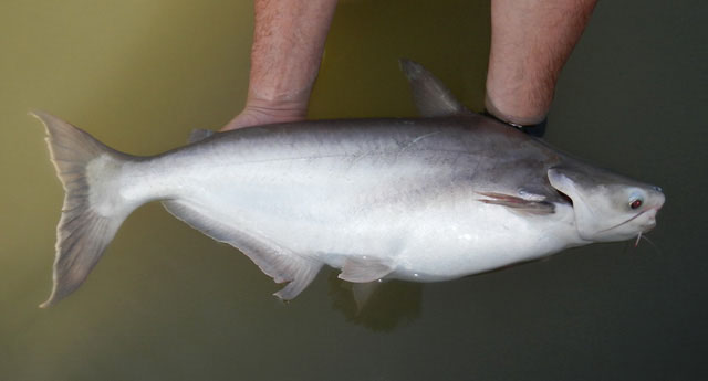 Pangasius conchophilus