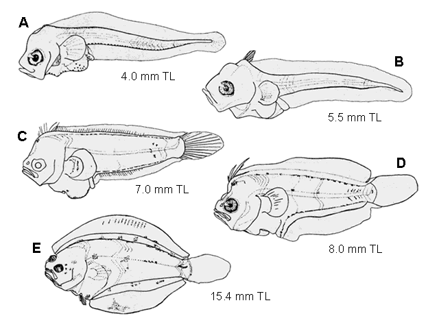 Paralichthys dentatus