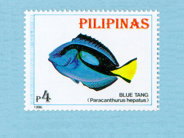 Paracanthurus hepatus