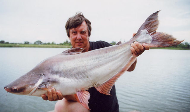 Pangasianodon hypophthalmus