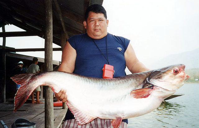 Pangasianodon hypophthalmus