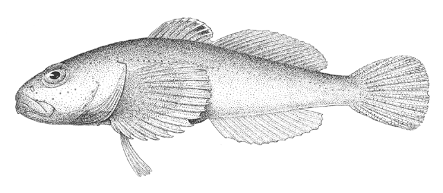 Paracottus knerii