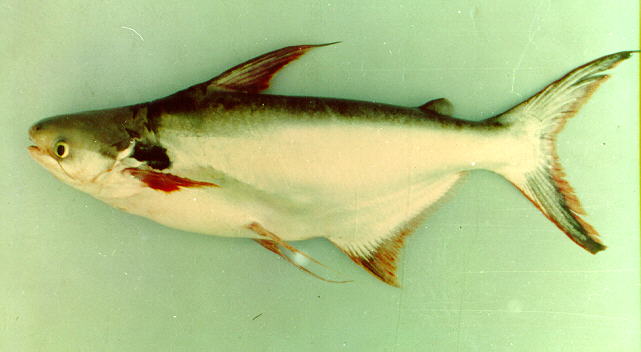 Pangasius larnaudii