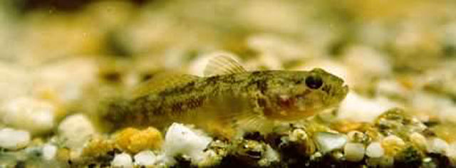 Padogobius bonelli