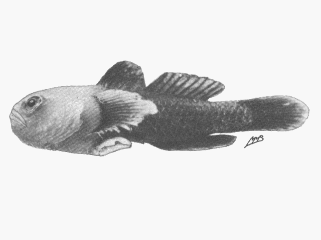 Paragobiodon modestus