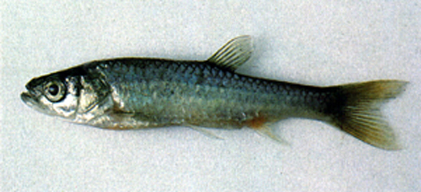 Pararasbora moltrechti