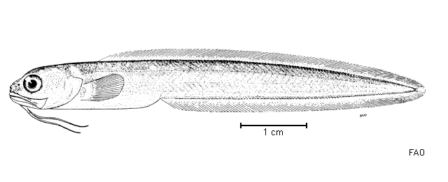 Parophidion schmidti