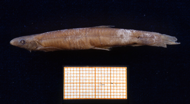 Parakneria spekii