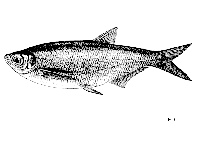 Paralaubuca typus