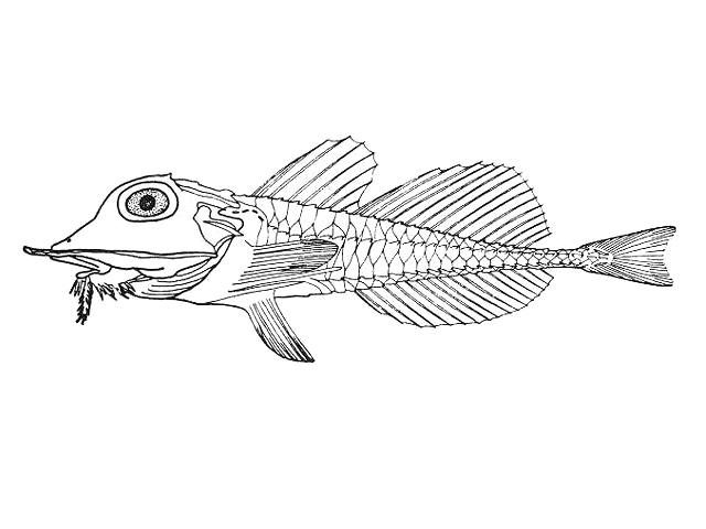 Peristedion altipinne