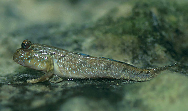 Periophthalmus barbarus