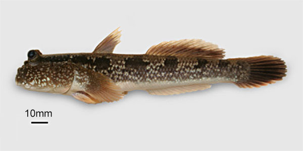 Periophthalmodon freycineti